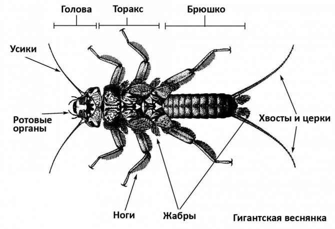 На фото описано строение уховерток